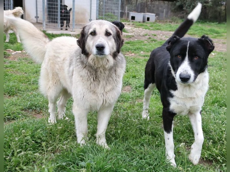 Eddy, geb. ca. 01/2018, lebt in GRIECHENLAND, im städt. Tierheim Serres