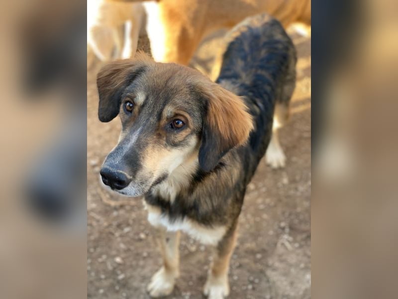 Rudolph, geb. ca. 05/2024, lebt in GRIECHENLAND, auf einer privaten Pflegestelle