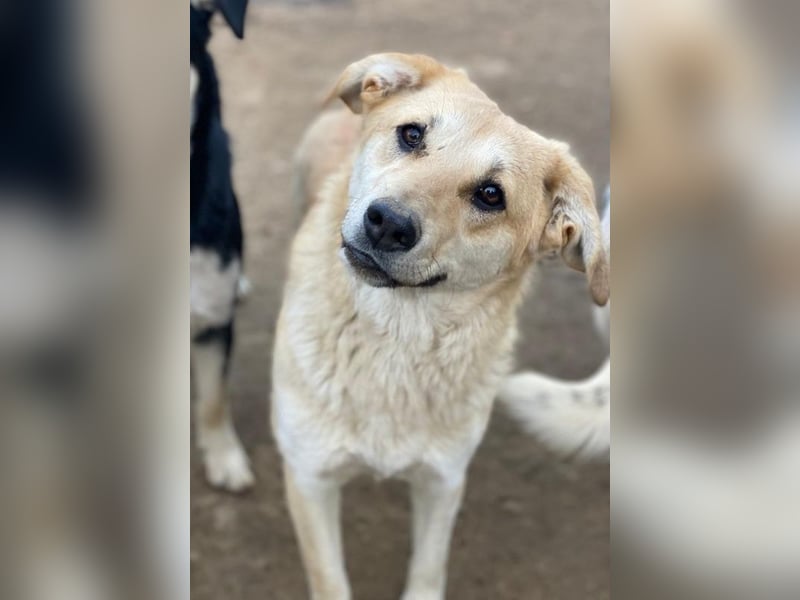 Myanmar, geb. ca. 01/2024, lebt in GRIECHENLAND, auf einer privaten Pflegestelle