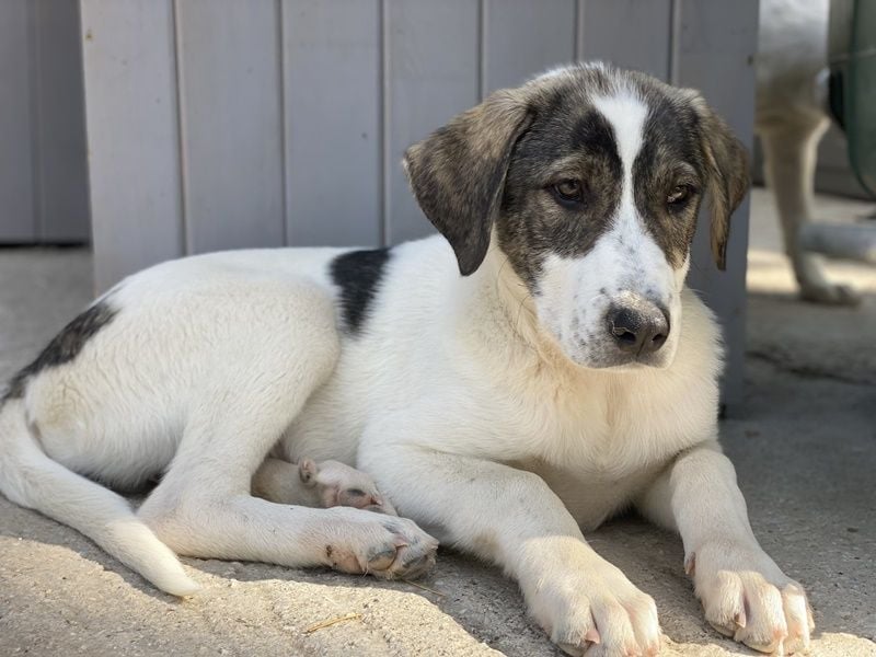 Adele, geb. ca. 02/2024, lebt in GRIECHENLAND, im städt. Tierheim Serres