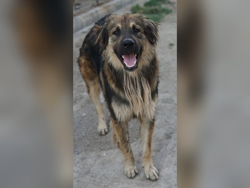 Felix, geb. ca. 03/2024, lebt in GRIECHENLAND, im städt. Tierheim Serres