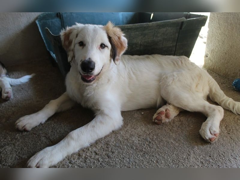 Kembro, geb. ca. 04/2025, lebt in GRIECHENLAND, im städt. Tierheim Serres