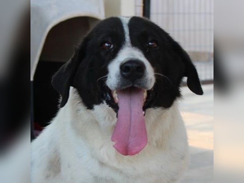 Mariel, geb. ca. 08/2016 , lebt in GRIECHENLAND, bei Kassiani in Serres