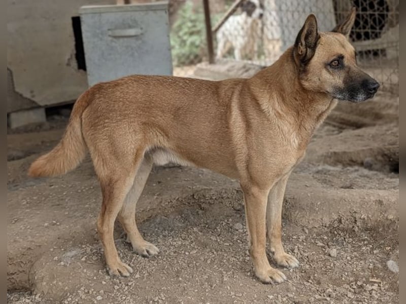 Diesel, geb. ca. 04/2022, lebt in GRIECHENLAND, im städt. Tierheim Serres