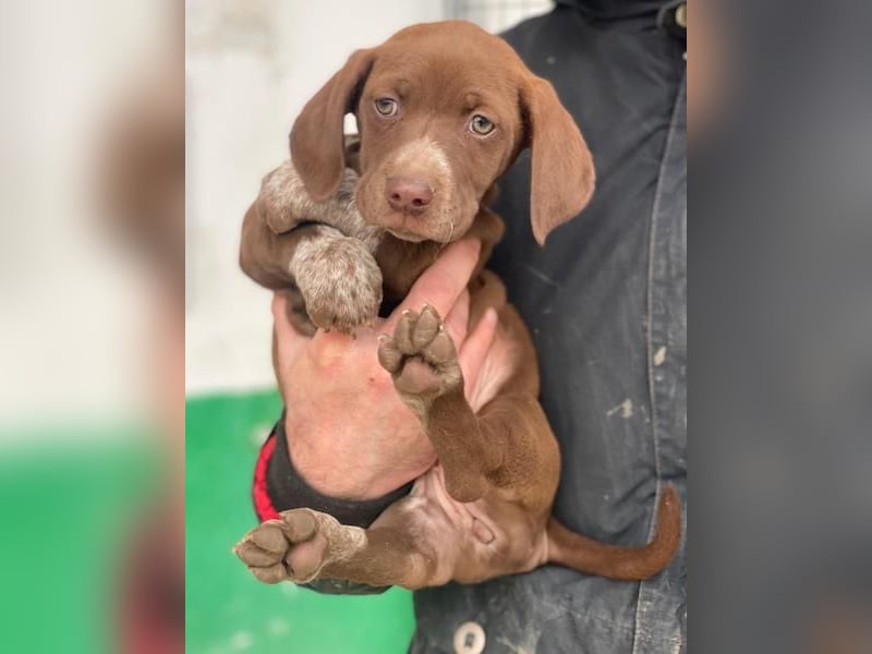 Castanea, geb. ca. 11/2025, lebt in GRIECHENLAND, auf einer privaten Pflegestelle