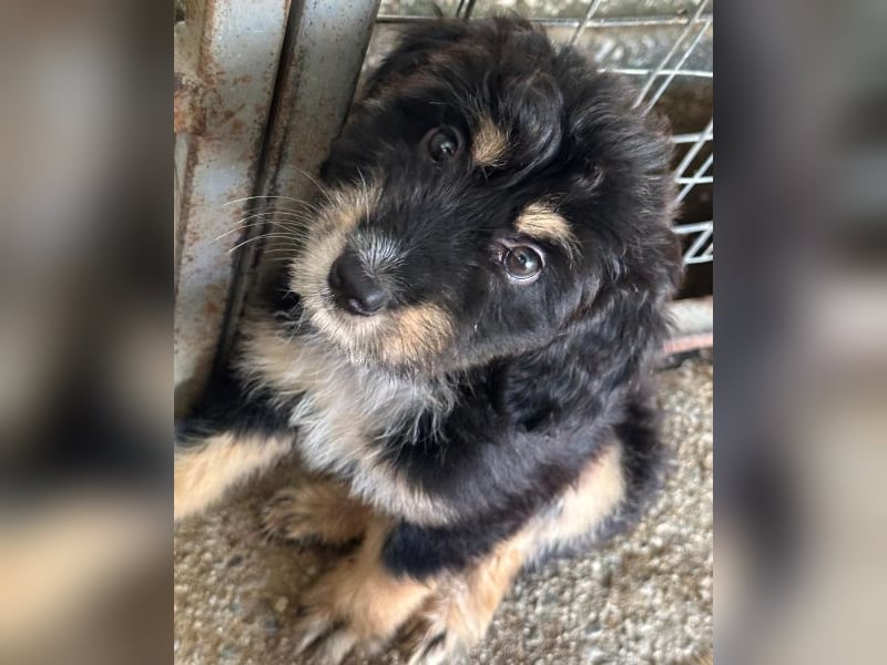 Ginger, geb. ca. 05/2026, lebt in GRIECHENLAND, im städt. Tierheim Serres