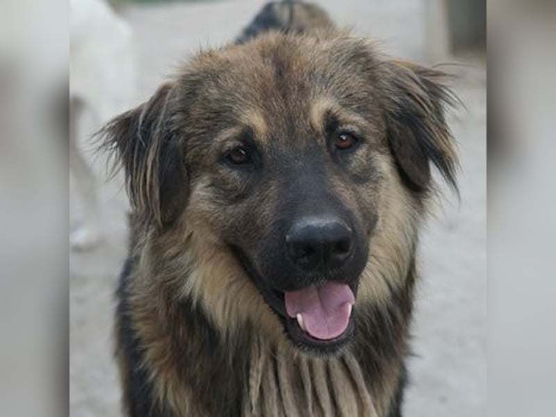 Felix, geb. ca. 03/2024, lebt in GRIECHENLAND, im städt. Tierheim Serres