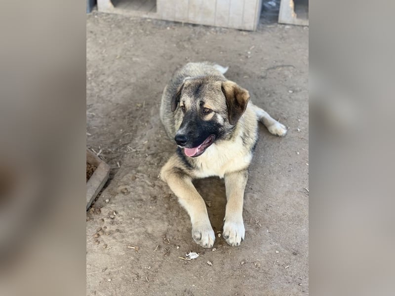 Davio, geb. ca. 06/2023, lebt in GRIECHENLAND, im städt. Tierheim Serres