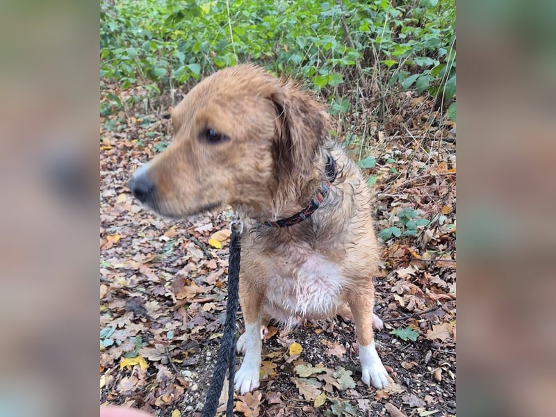 Kara, geb. ca. 12./2015, lebt in einer Familie in 53913 Swisttal, Vermittlungshilfe