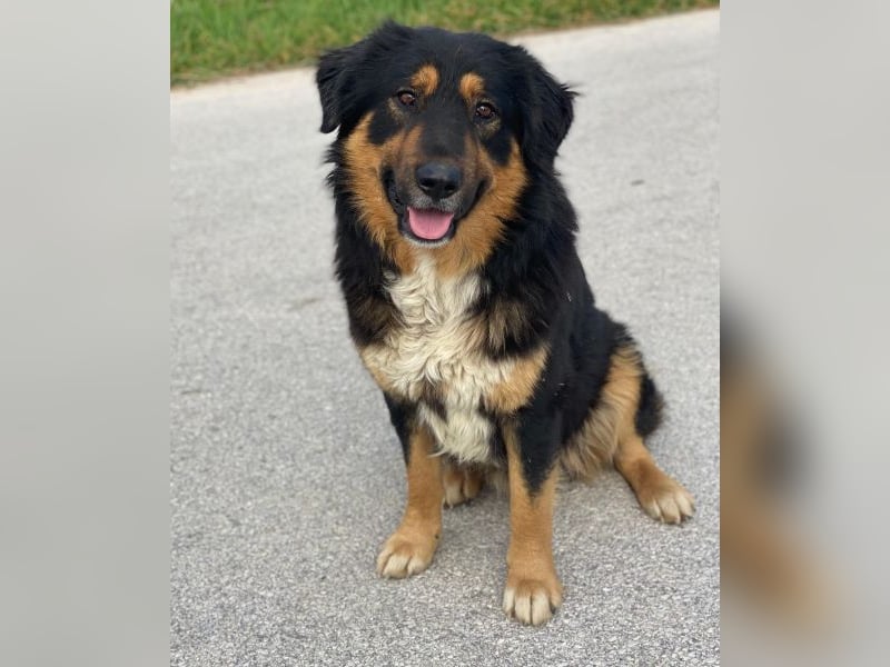 Sirius Black, geb. ca. 12/2023, lebt in GRIECHENLAND, im städt. Tierheim Serres