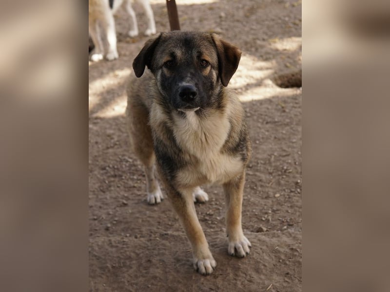 Davio, geb. ca. 06/2023, lebt in GRIECHENLAND, im städt. Tierheim Serres