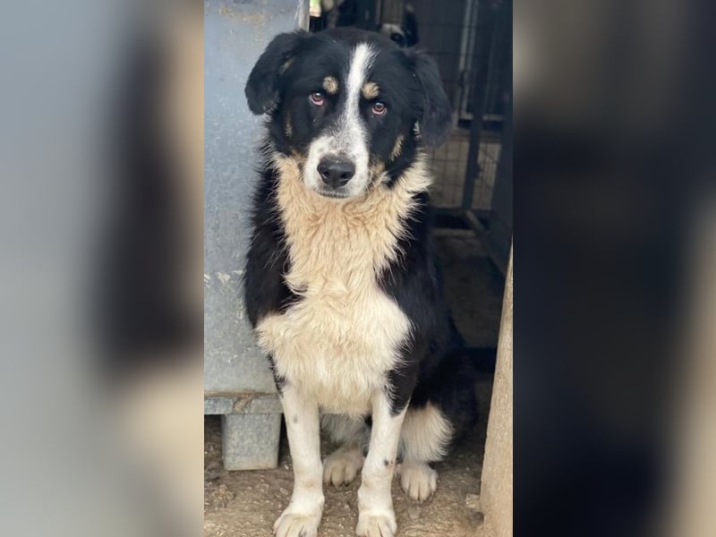 Cars, geb. ca. 12/2023, lebt in GRIECHENLAND, im städt. Tierheim Serres