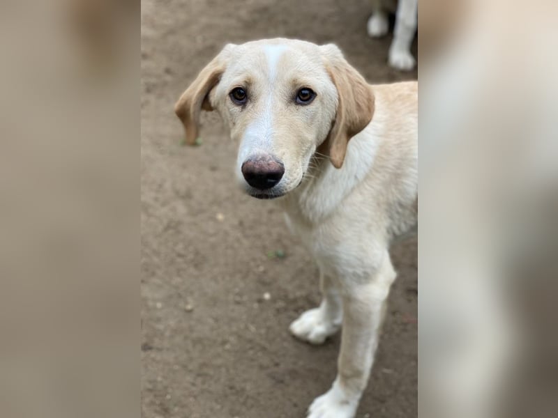 Sheldon, geb. ca. 11/2023, lebt in GRIECHENLAND, im städt. Tierheim Serres