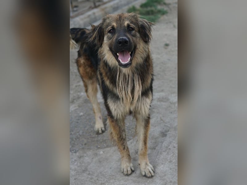 Felix, geb. ca. 03/2024, lebt in GRIECHENLAND, im städt. Tierheim Serres