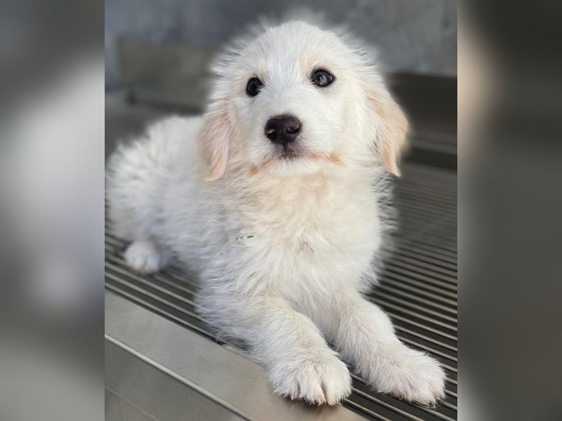 Zucker, geb. ca. 01/2026, lebt in GRIECHENLAND, auf einer privaten Pflegestelle