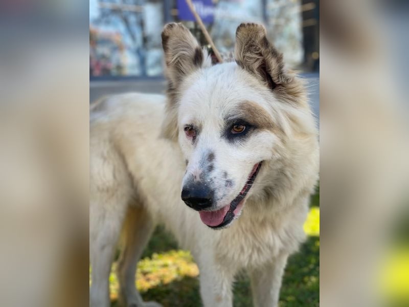 Hope, geb. ca. 03/2024, lebt in GRIECHENLAND, im städt. Tierheim Serres