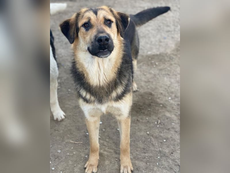 Elphaba, geb. ca. 07/2025, lebt in GRIECHENLAND, im städt. Tierheim Serres