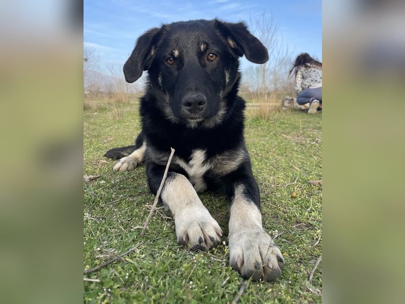 Ella, geb. ca. 09/2024, lebt in GRIECHENLAND, im städt. Tierheim Serres