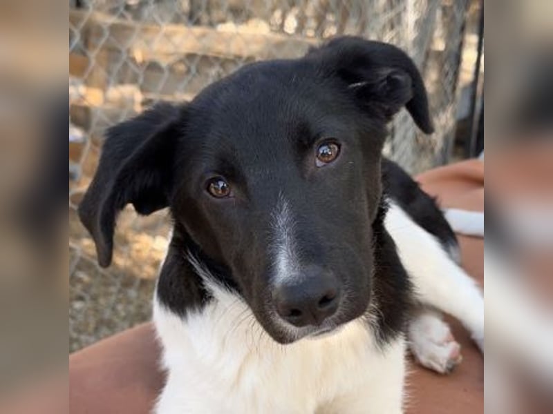 Cap, geb. ca. 06/2024, lebt in GRIECHENLAND, im städt. Tierheim Serres