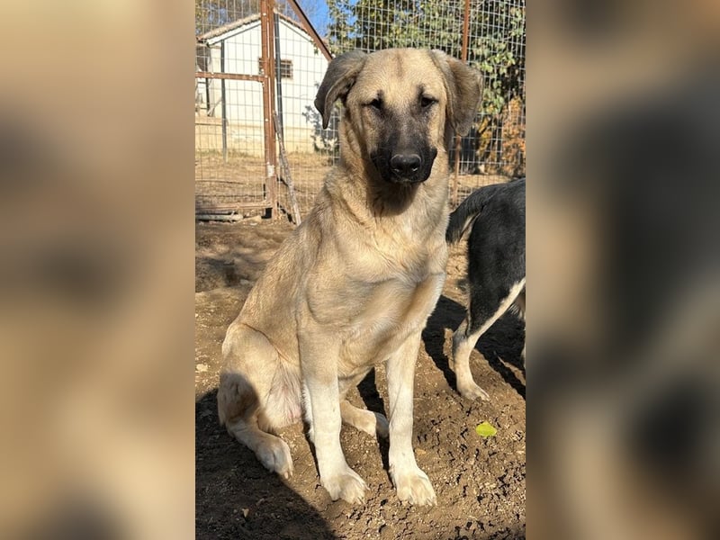 Bangladesh, geb. ca. 01/2024, lebt in GRIECHENLAND, auf einer privaten Pflegestelle