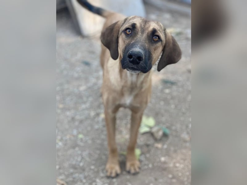 Katinka, geb. ca. 02/2025, lebt in GRIECHENLAND, im städt. Tierheim Serres