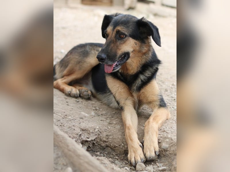 Kitaro, geb. 01/2019, lebt in GRIECHENLAND, im städt. Tierheim Serres