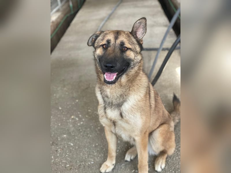 Yuki, geb. ca. 03/2025, lebt in GRIECHENLAND, im städt. Tierheim Serres