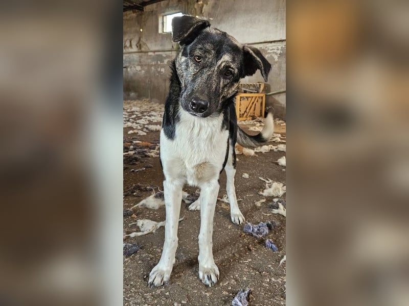 Kaiser, geb. ca. 12/2023, lebt in GRIECHENLAND, auf einem Gelände, Hunde werden notdürftig versorgt