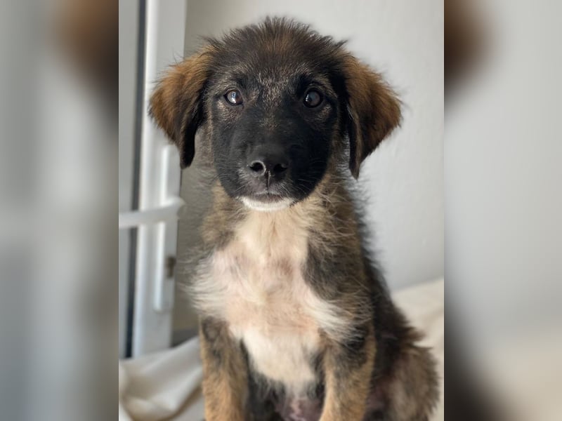 Moglito, geb. ca. 03/2025, lebt in GRIECHENLAND, im städt. Tierheim Serres