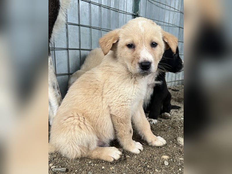 Aydi, geb. ca. 11/2025, lebt in GRIECHENLAND, auf einer privaten Pflegestelle