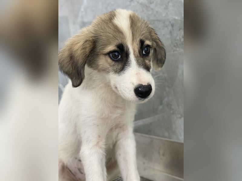 Malea, geb. ca. 04/2024, lebt in GRIECHENLAND, im städt. Tierheim Serres