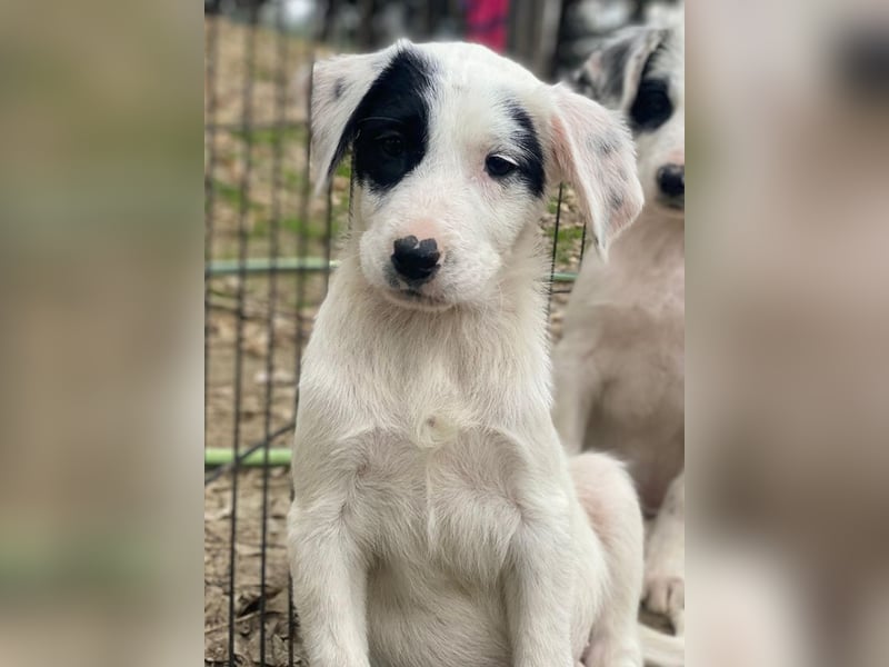 Chardonnay, geb. ca. 08/2025, lebt in GRIECHENLAND, auf einer privaten Pflegestelle