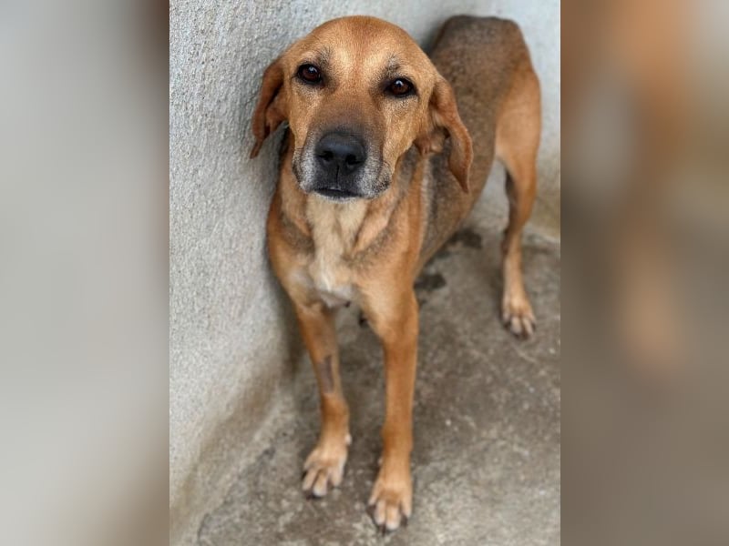 Angelina, geb. ca. 07/2022, lebt in GRIECHENLAND, im städt. Tierheim Serres