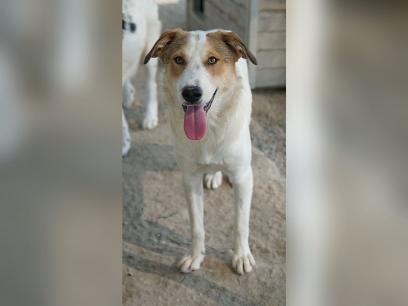 Chico, geb. ca. 10/2024, lebt in GRIECHENLAND, im städt. Tierheim Serres