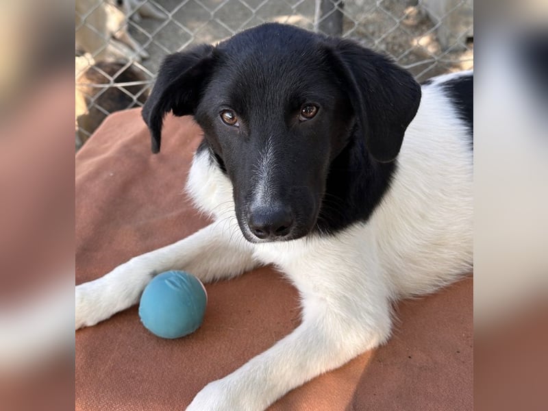 Cap, geb. ca. 06/2024, lebt in GRIECHENLAND, im städt. Tierheim Serres