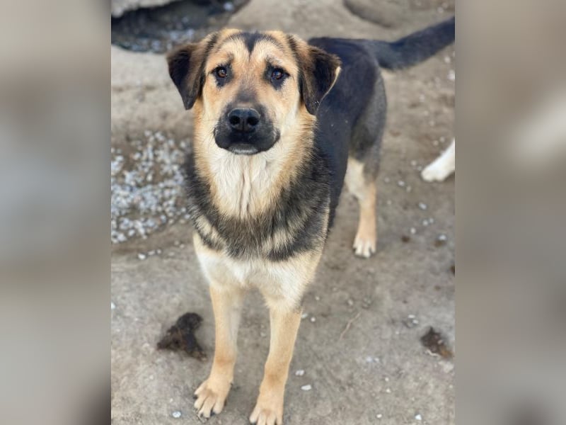 Elphaba, geb. ca. 07/2025, lebt in GRIECHENLAND, im städt. Tierheim Serres