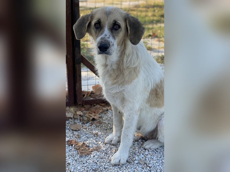 Meraki, geb. ca. 03/2019, lebt in GRIECHENLAND, im städt. Tierheim Serres