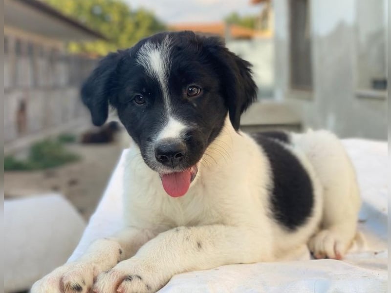 Anastasia, geb. ca. 05/2025, lebt in GRIECHENLAND, im städt. Tierheim Serres