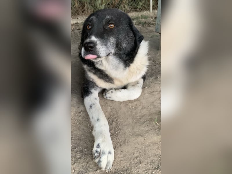 Harwin, geb. ca. 11/2018, lebt in GRIECHENLAND, im städt. Tierheim Serres