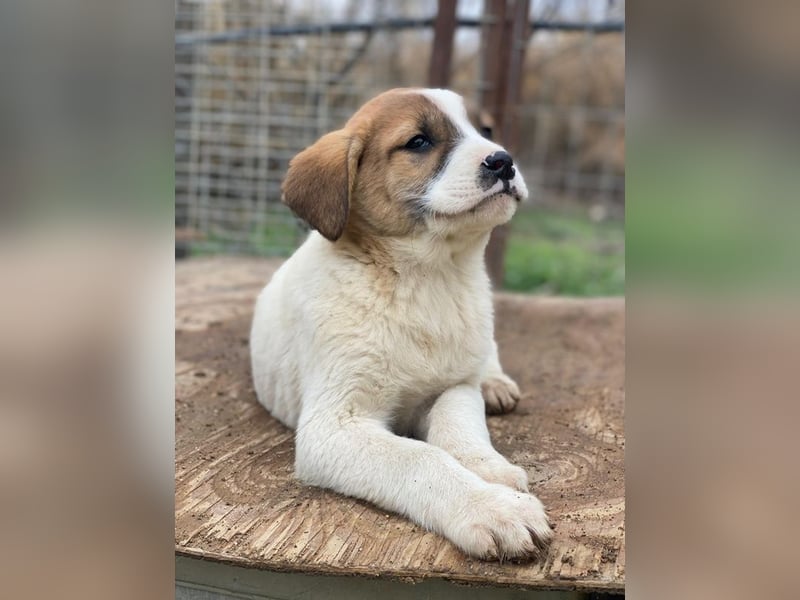 Bufala, geb. ca.11/2025, lebt in GRIECHENLAND, auf einer privaten Pflegestelle