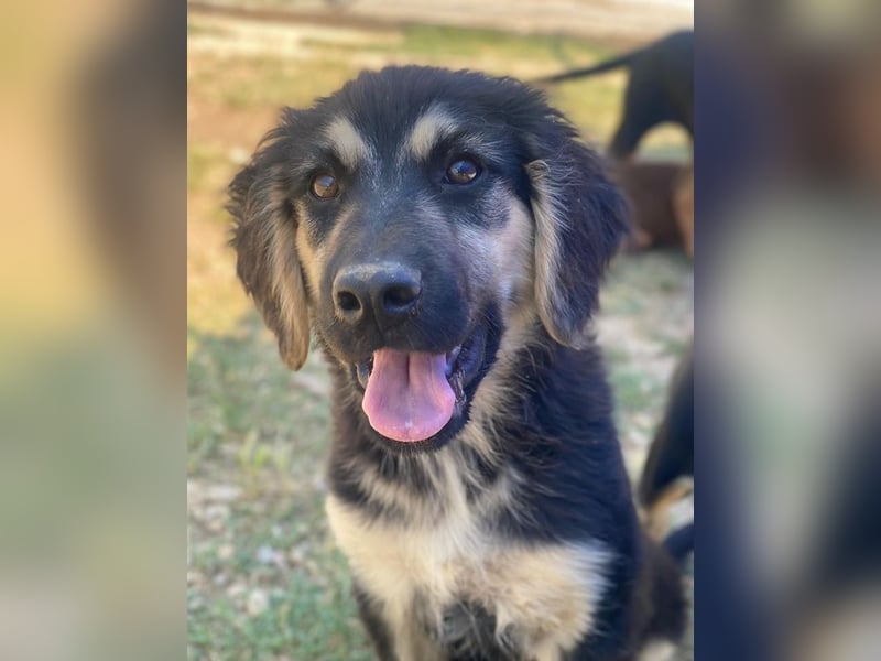 Quana, geb. ca. 02/2025, lebt in GRIECHENLAND, auf einer privaten Pflegestelle