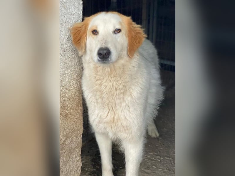 Tobby, geb. ca. 11/2022, lebt in GRIECHENLAND, im städt. Tierheim Serres
