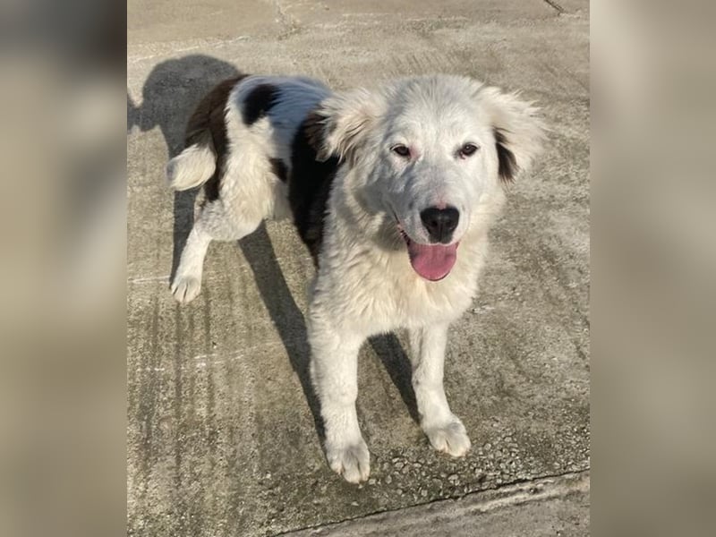 Canja, geb. ca. 08/2022, lebt in GRIECHENLAND, im städt. Tierheim Serres