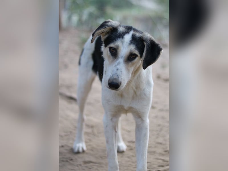 Mona, geb. ca. 01/2024, lebt in GRIECHENLAND, auf einer privaten Pflegestelle