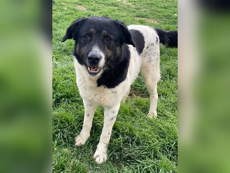 Thanio, geb. ca. 06/2020, lebt in GRIECHENLAND, im städt. Tierheim Serres