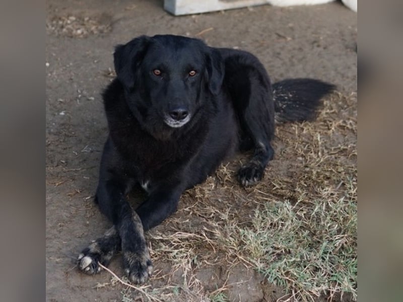 Swarzi, geb. 02/2018, lebt in GRIECHENLAND, im städt. Tierheim Serres