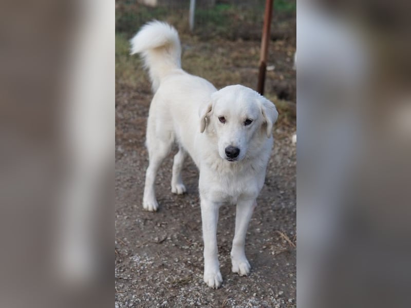 Idallo, geb. ca. 12/2020, lebt in GRIECHENLAND, im städt. Tierheim Serres