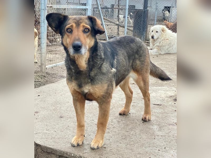 Violetta, geb. ca. 09/2018, lebt in GRIECHENLAND, im städt. Tierheim Serres