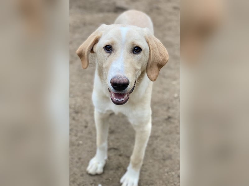 Sheldon, geb. ca. 11/2023, lebt in GRIECHENLAND, im städt. Tierheim Serres