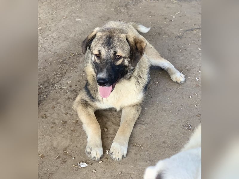 Davio, geb. ca. 06/2023, lebt in GRIECHENLAND, im städt. Tierheim Serres